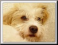 783847-424d2d67e4432a83.jpg