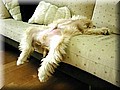 A2570303-0.jpg