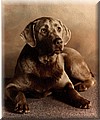 DOG.jpg