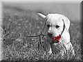 DSC_0155_800.preview.jpg