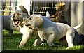 DSC_354000.jpg