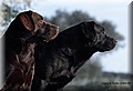 DSC_47444444444.jpg