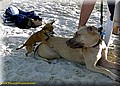 ambitous dog.jpg