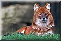 asian wild dog.jpg