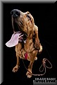 bloodhound.jpg
