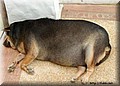 clip_image00266556.jpg