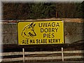 dobry-pies.jpg
