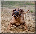 dog20.jpg