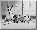 dogdachs.jpg