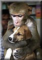 doggy.jpg