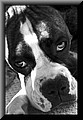dogsssss.jpg