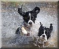 dogz.jpg