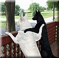 dogzz4524.jpg