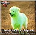 file1027714_pedigree.jpg