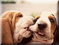 file1058998_uploadBasset6.jpg