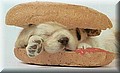 file156772_2602hotdog1.jpg