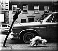 file16755_doggy.jpg
