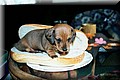 file562759_hotdog.jpg