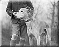 greyhound.jpg