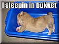 i-sleepin-in-bukket.jpg