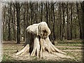 komondor.jpg