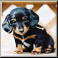 pup.jpg