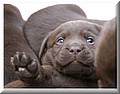 puppy1.jpg