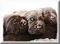 pups22.jpg