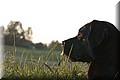 DSC_3736666666.jpg