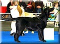 pollo465445.jpg