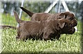 DSC_9541.JPG