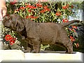 DSC_9812222.jpg