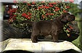 DSC_9988.JPG