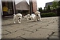 DSC_7975.JPG