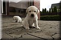 DSC_7979.JPG