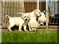 DSC_912222.jpg
