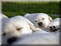 DSC_9288888a.jpg
