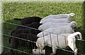 DSC_9559.JPG
