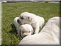 PICT0261.JPG