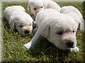 PICT0262.JPG