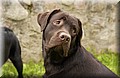 DSC_1997.JPG