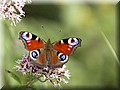 DSC_2158888.jpg
