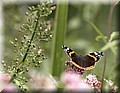 DSC_2231111.jpg
