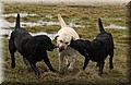 DSC_4335.JPG