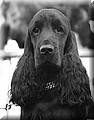 DSC_43899999.jpg