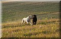 DSC_4789.JPG