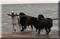 DSC_4856.JPG
