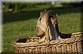 DSC_6935.JPG