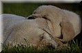 DSC_6982.JPG