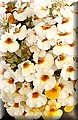 DSC_7157777.jpg